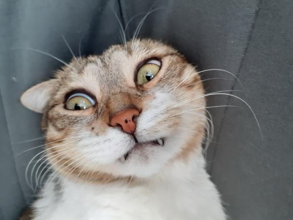 Newton