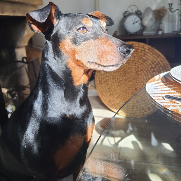 Oscar