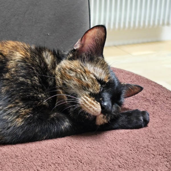 Noisette