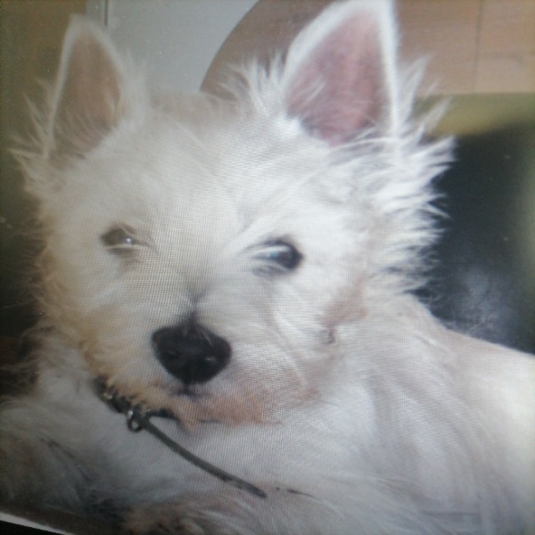 Junior