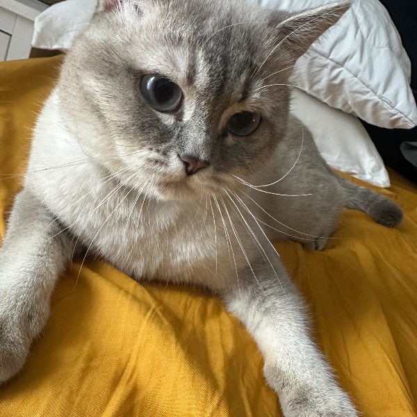 Mochi