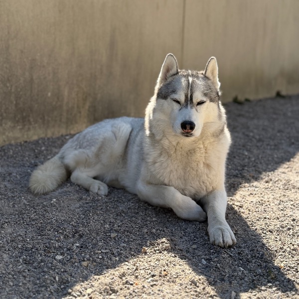 Balto