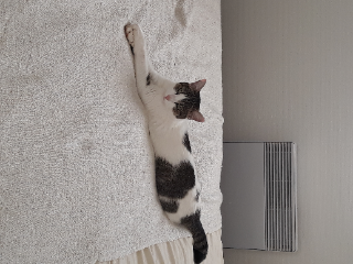 Nougat