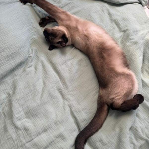 Melchior