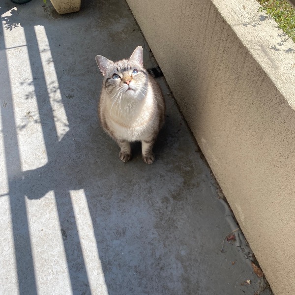 Sacha