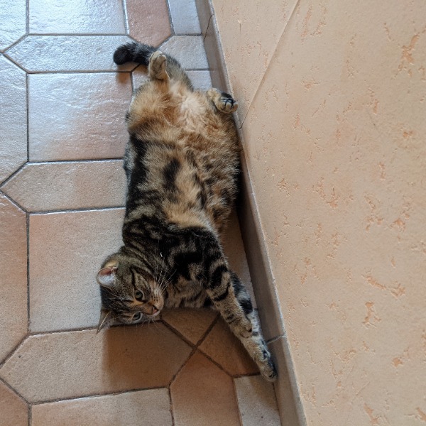 Titi