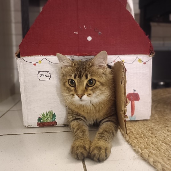 Willow