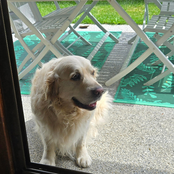 pupy