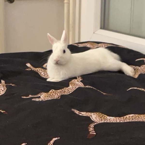 Snoopyt
