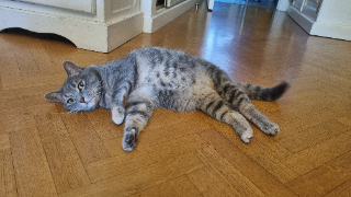 Kisa