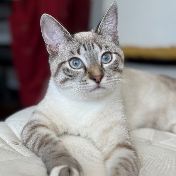 Jinx