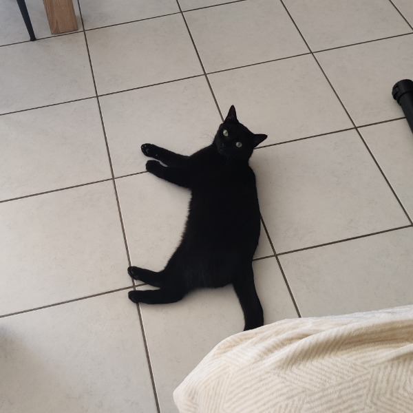 Kali