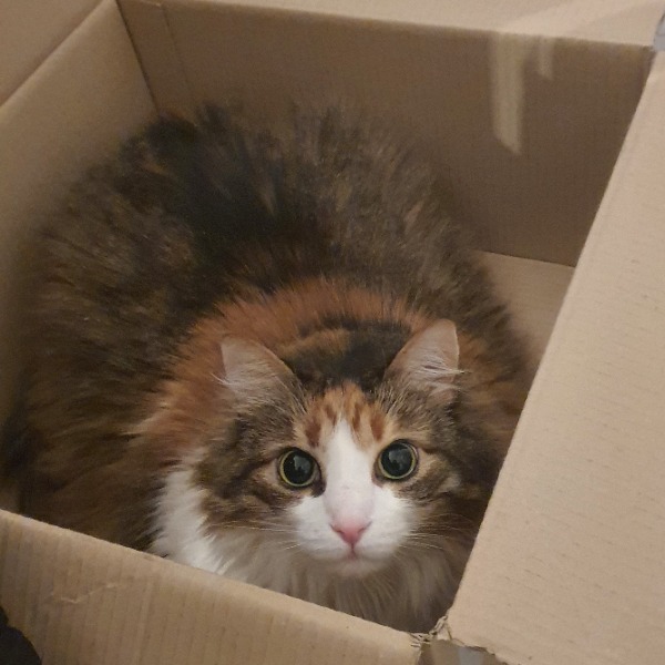Mimi