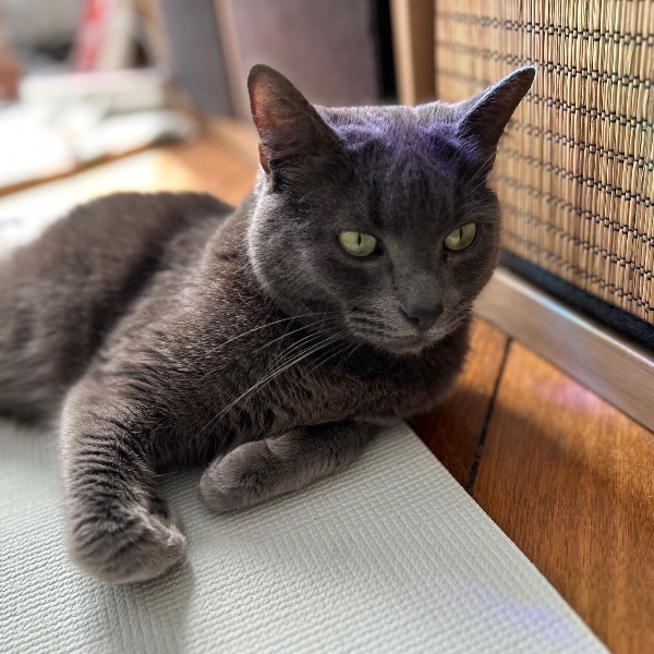 Kobi