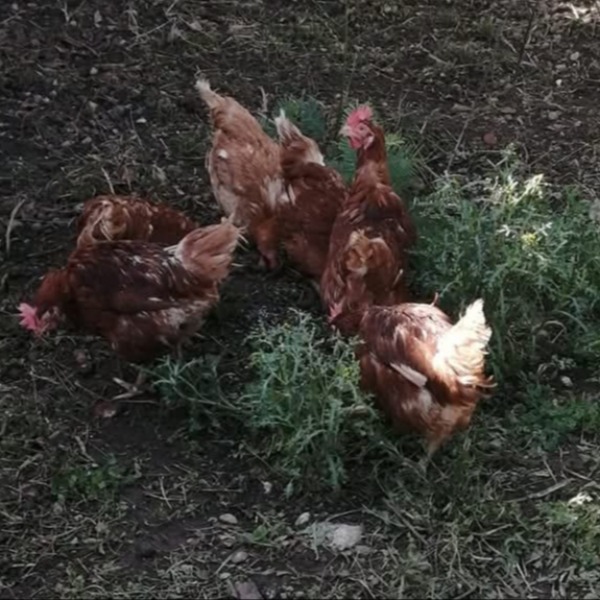 Poules