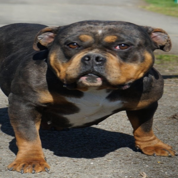 Tekila
