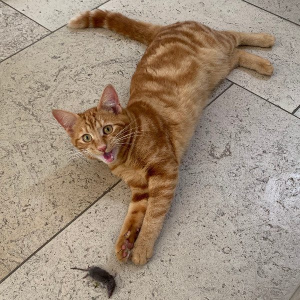Caramel