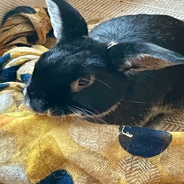 Olly