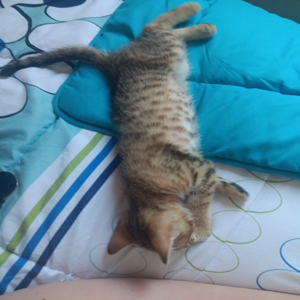 Aïko
