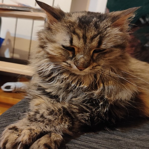 Mushi