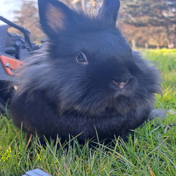 Panpan