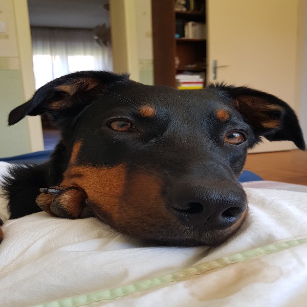 Maya