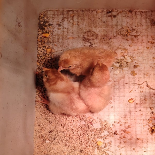 Poule