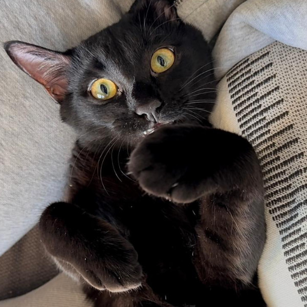 Zeus