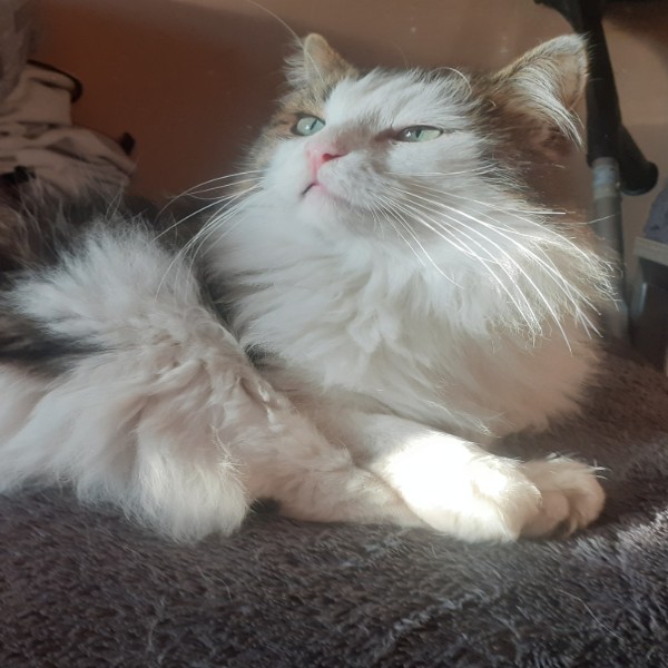 Sweety