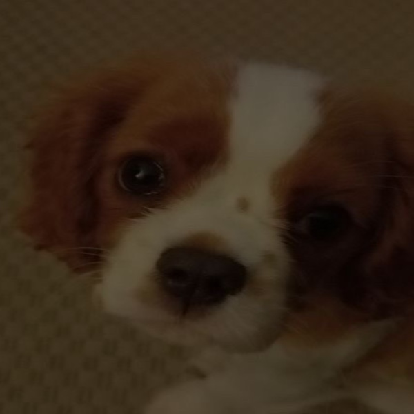 Nala
