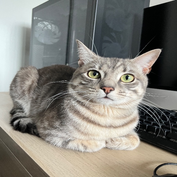 Toufik