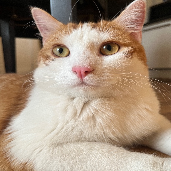 Whisky