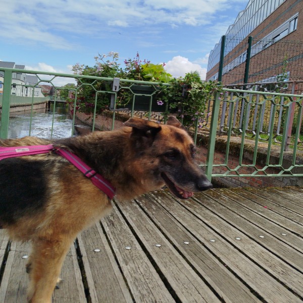 Haika