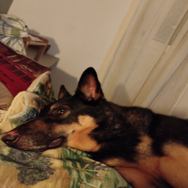 Bella