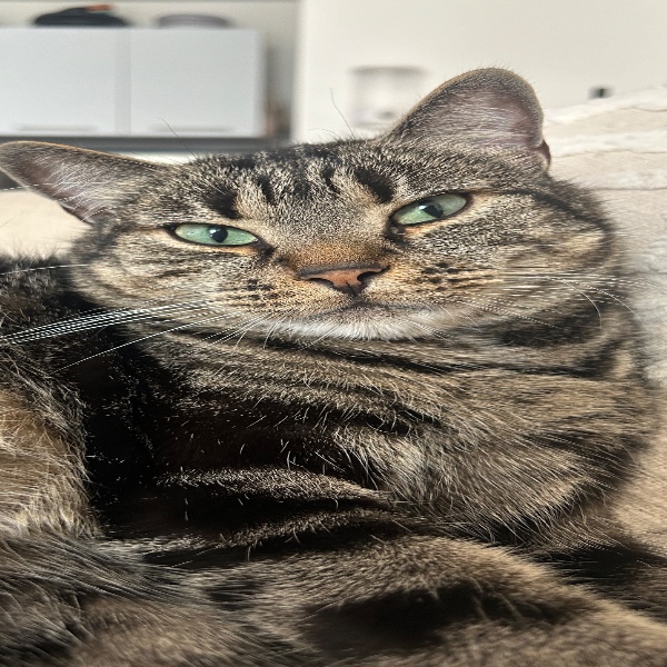 Minou