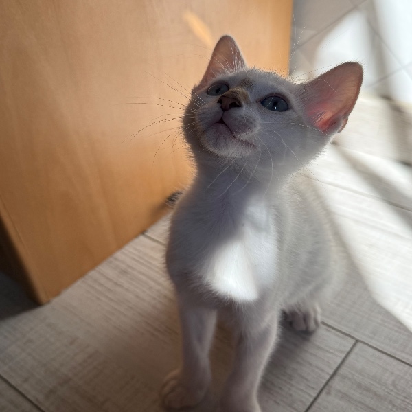 Olaf