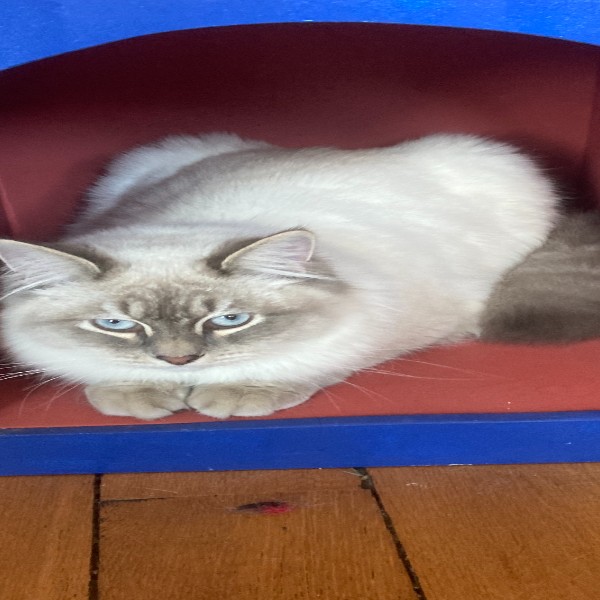 Wilson