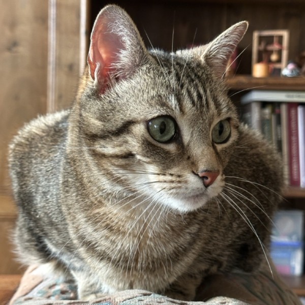 Mogwaï