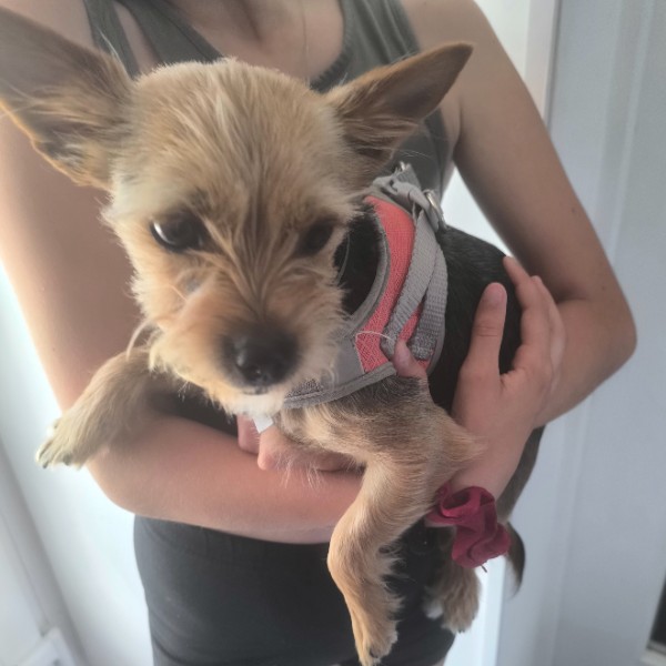 Phoebie