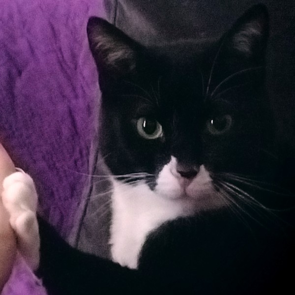 Maya