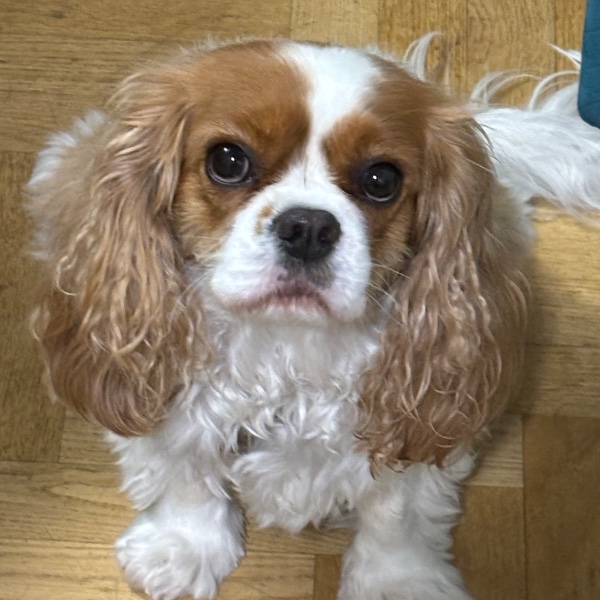 Stella