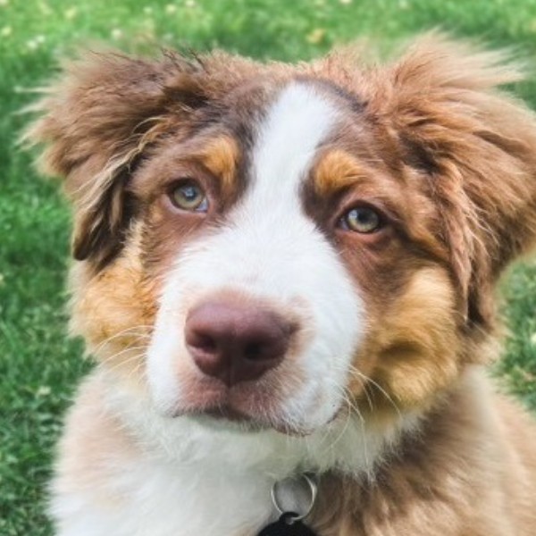Archie