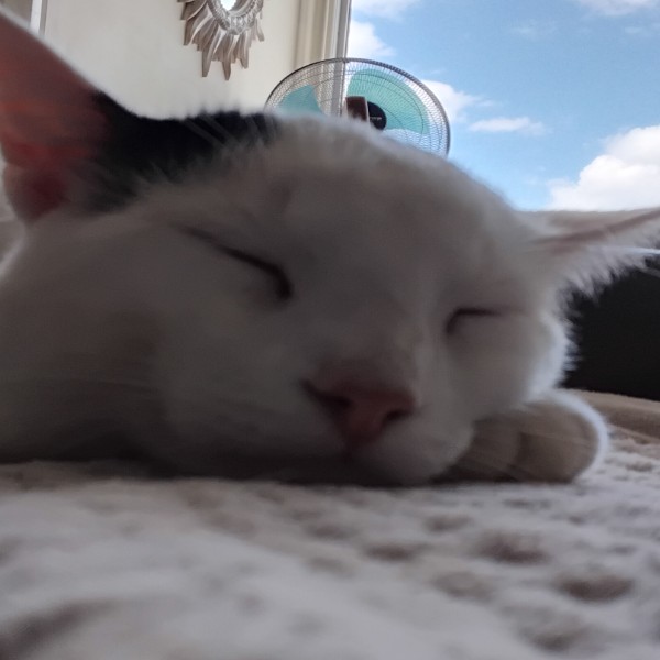 Tigrou