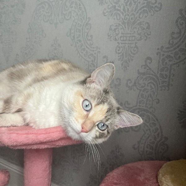 Choupette