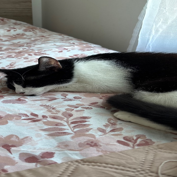 Seyni