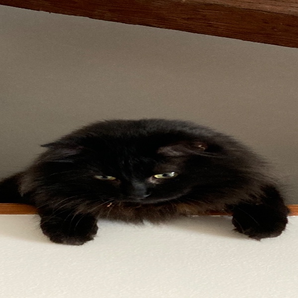 Sid