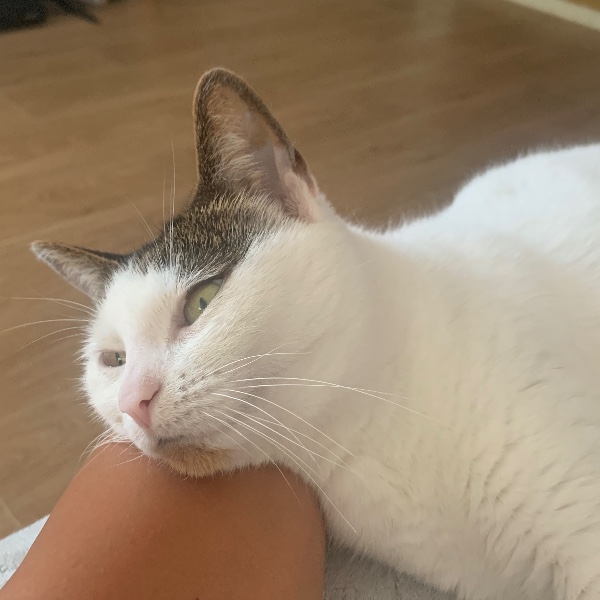 Nala