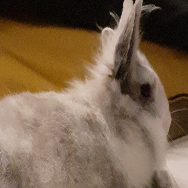 Theodora