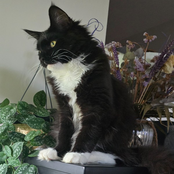 Alfred