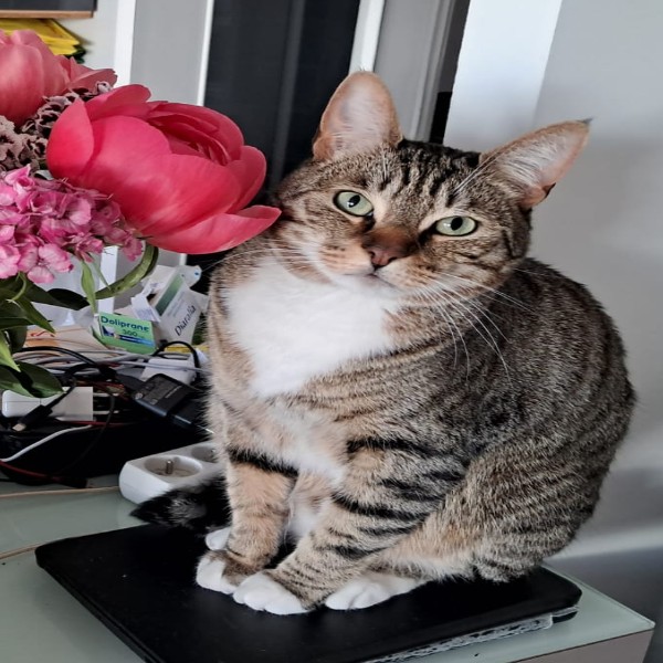 Felix